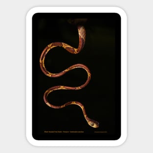 Blunt Headed Tree Snake Sticker